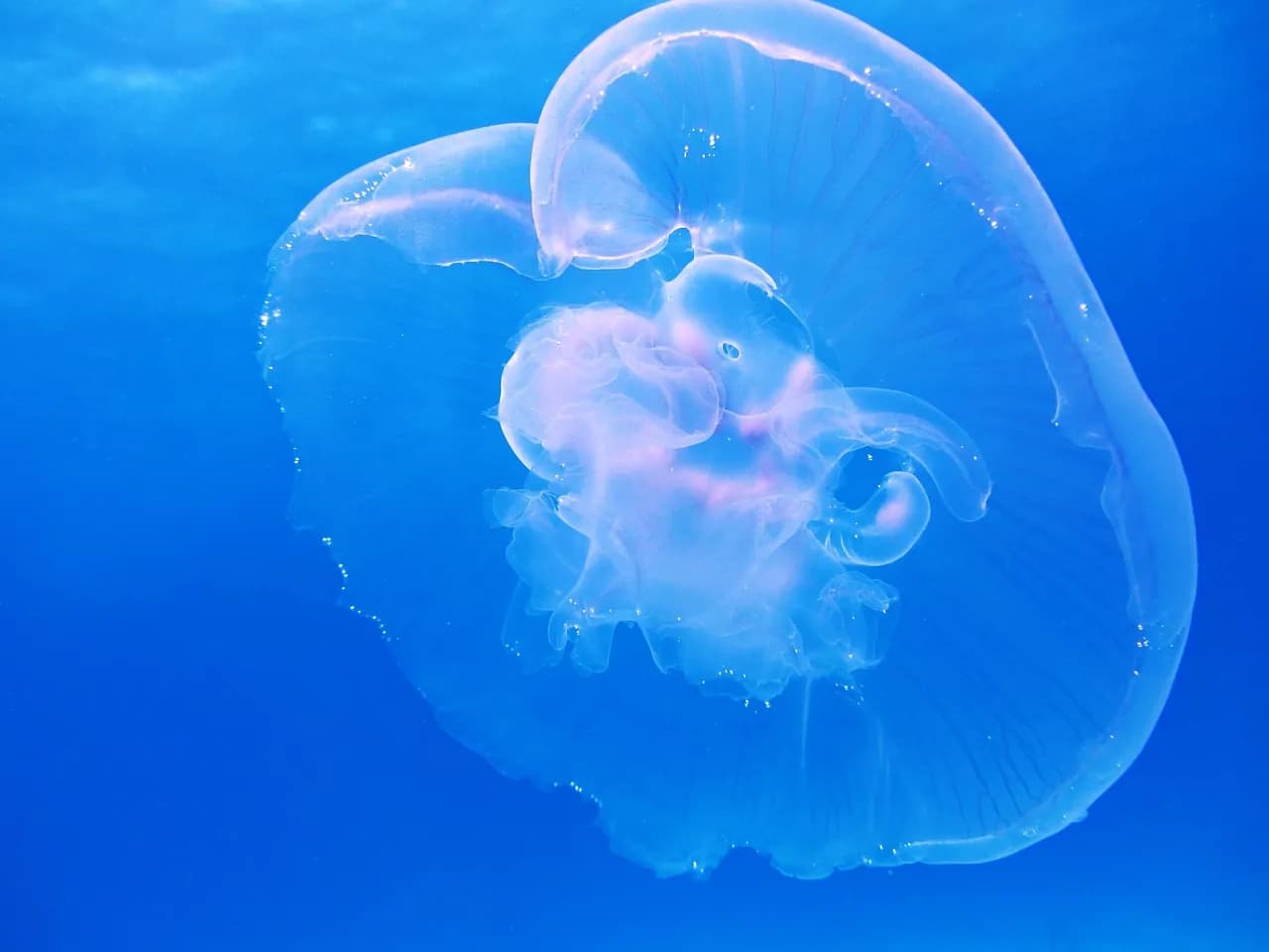 Blue Dive Menorca