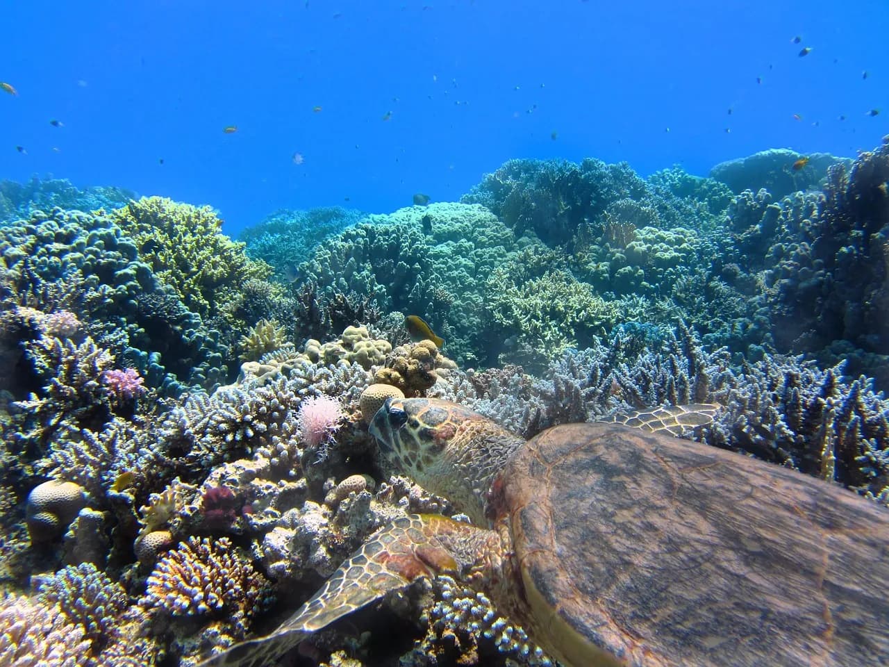 Safety Stop Diving