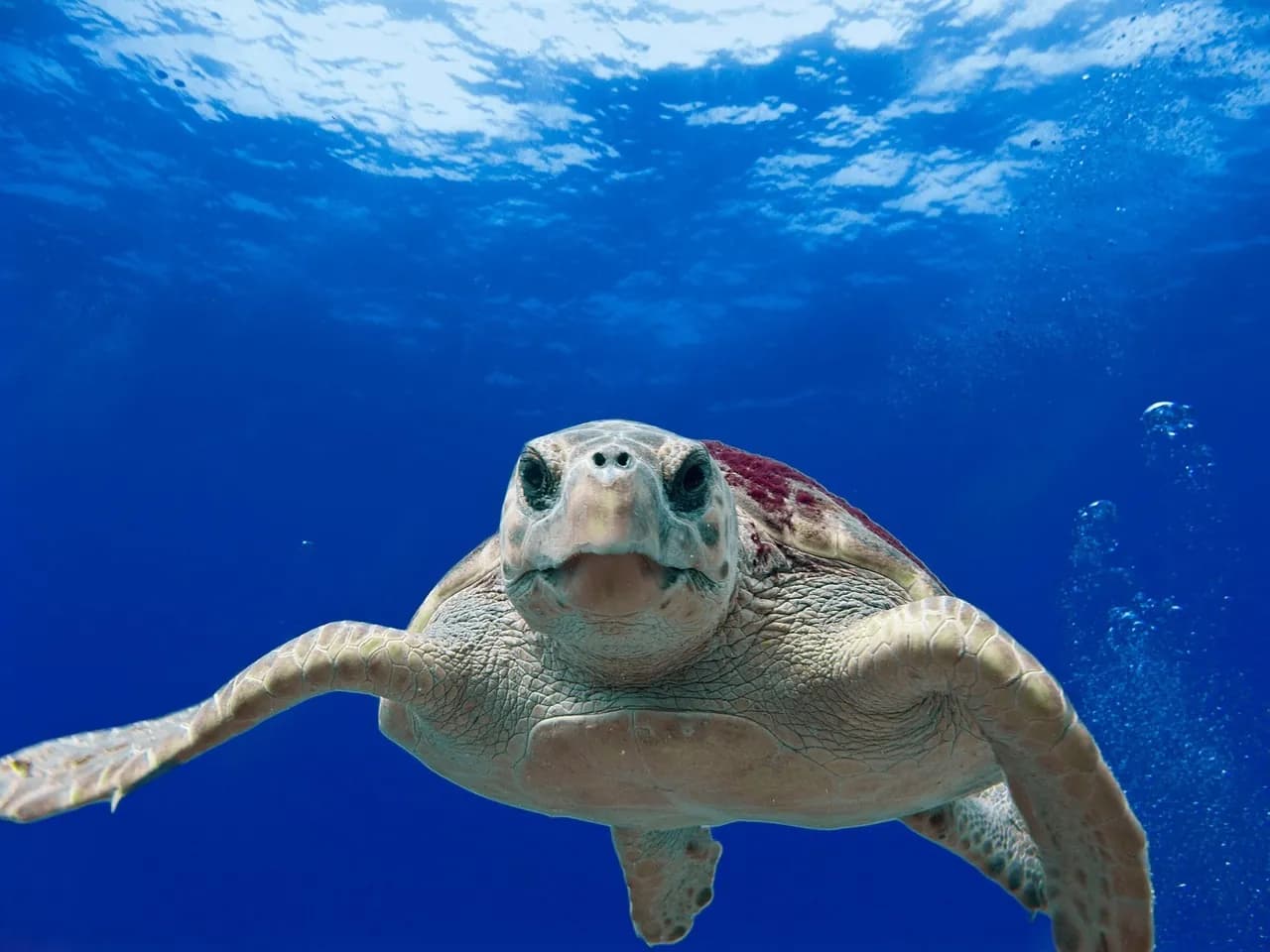 沖繩海潛 Umi Dive Okinawa
