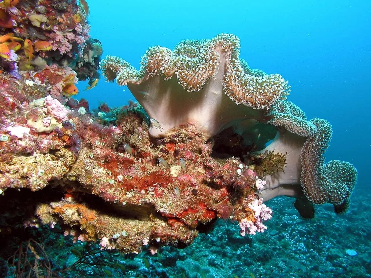 Aiyanar Beach & Dive Resort