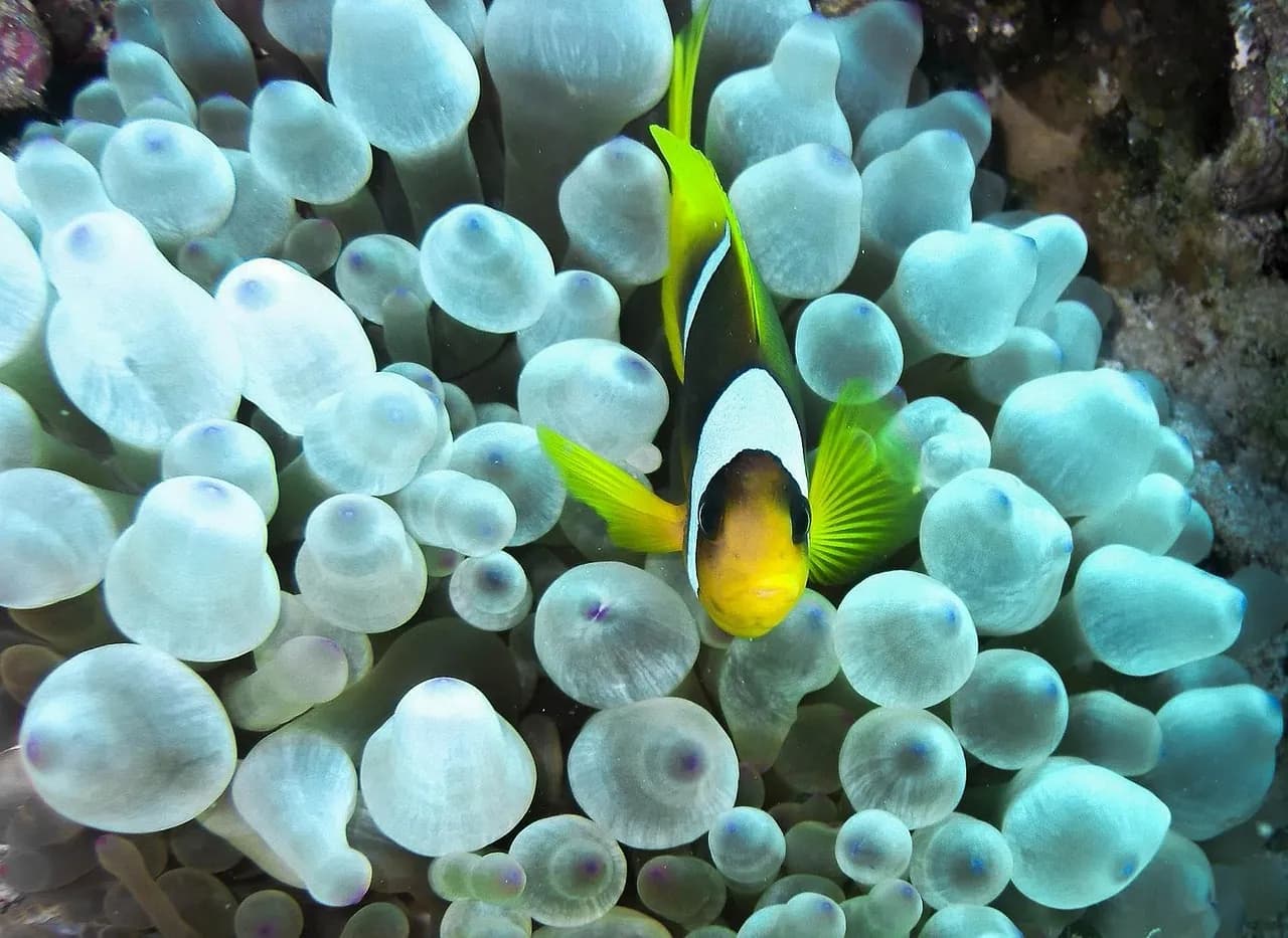 Papamanyota Diving Center Kenya