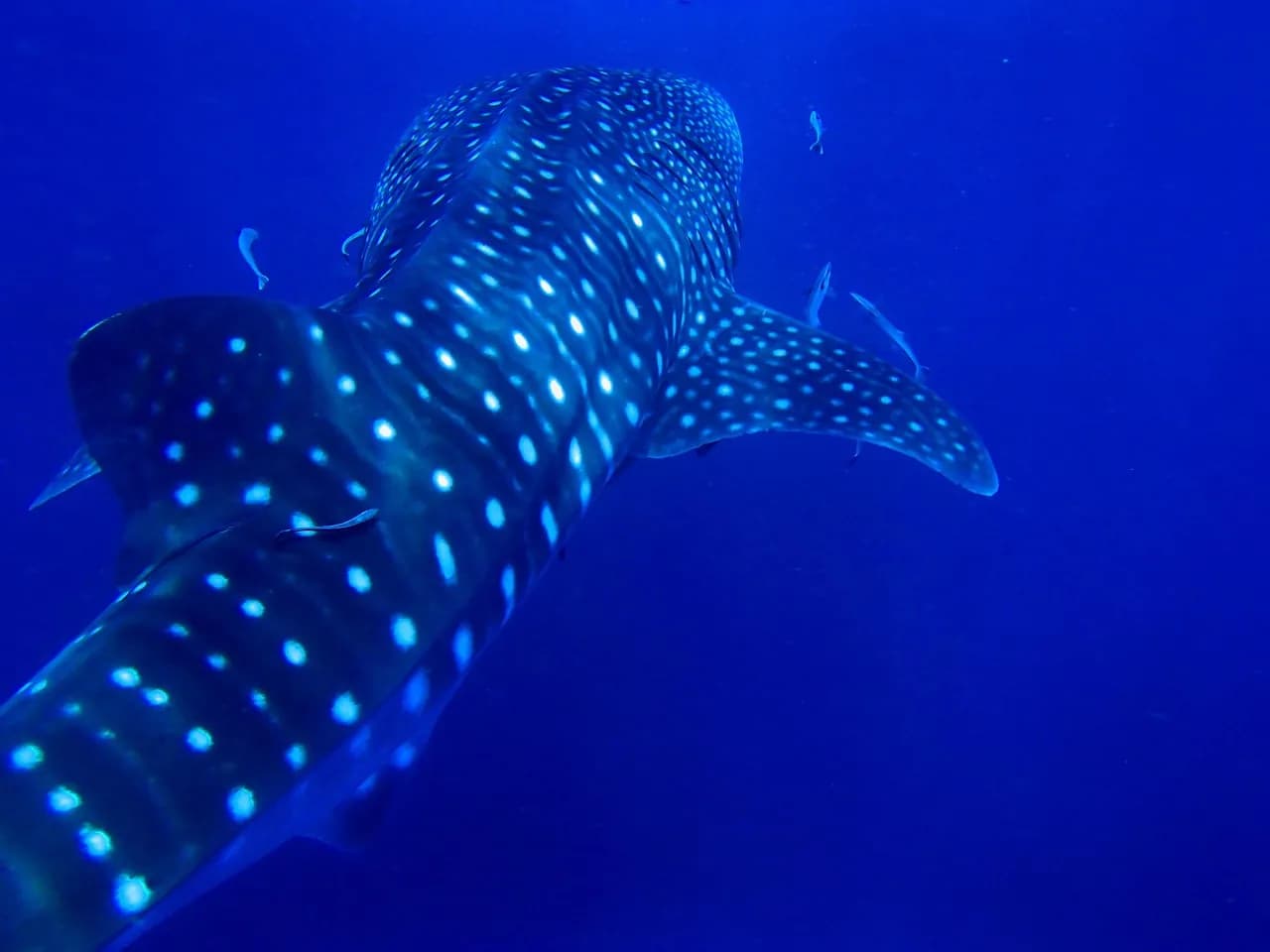 Amoray Dive Center LLC