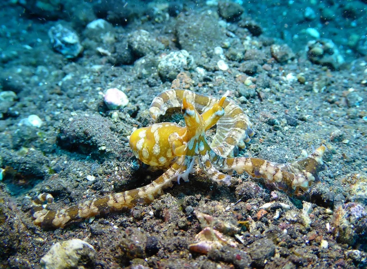Pattaya Divers
