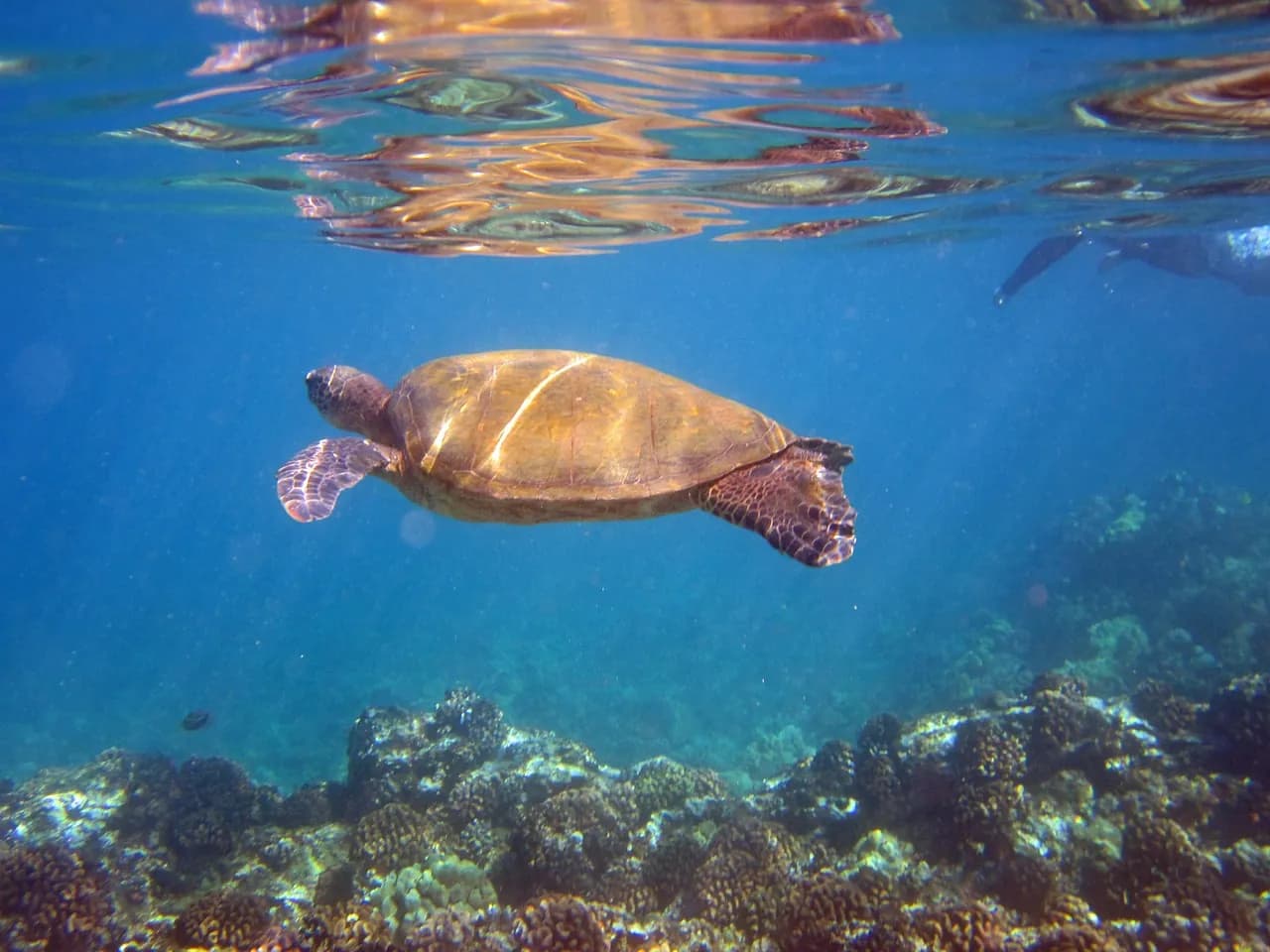 Thai Ocean Academy Koh Mak