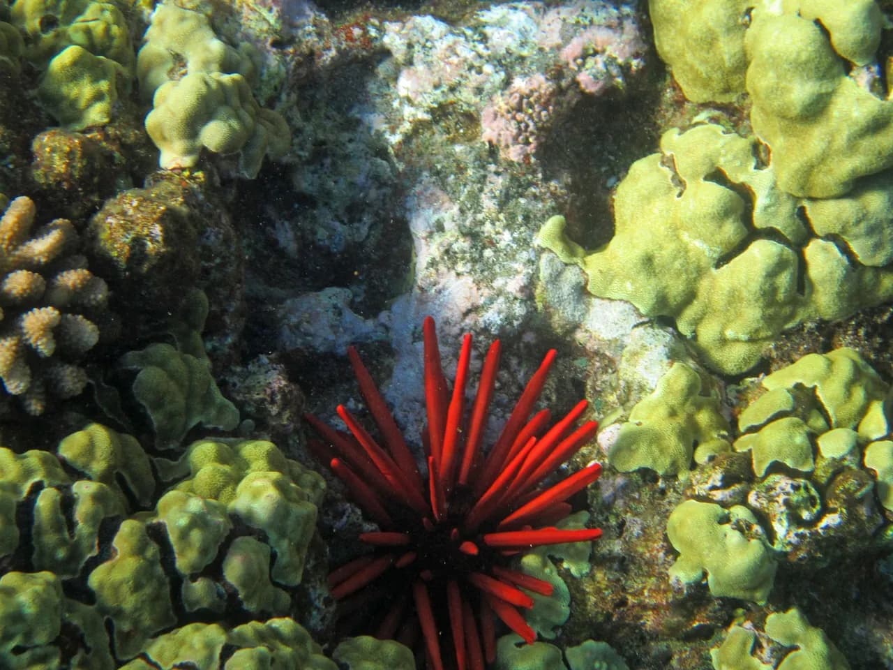 Aksenov Scuba Diving