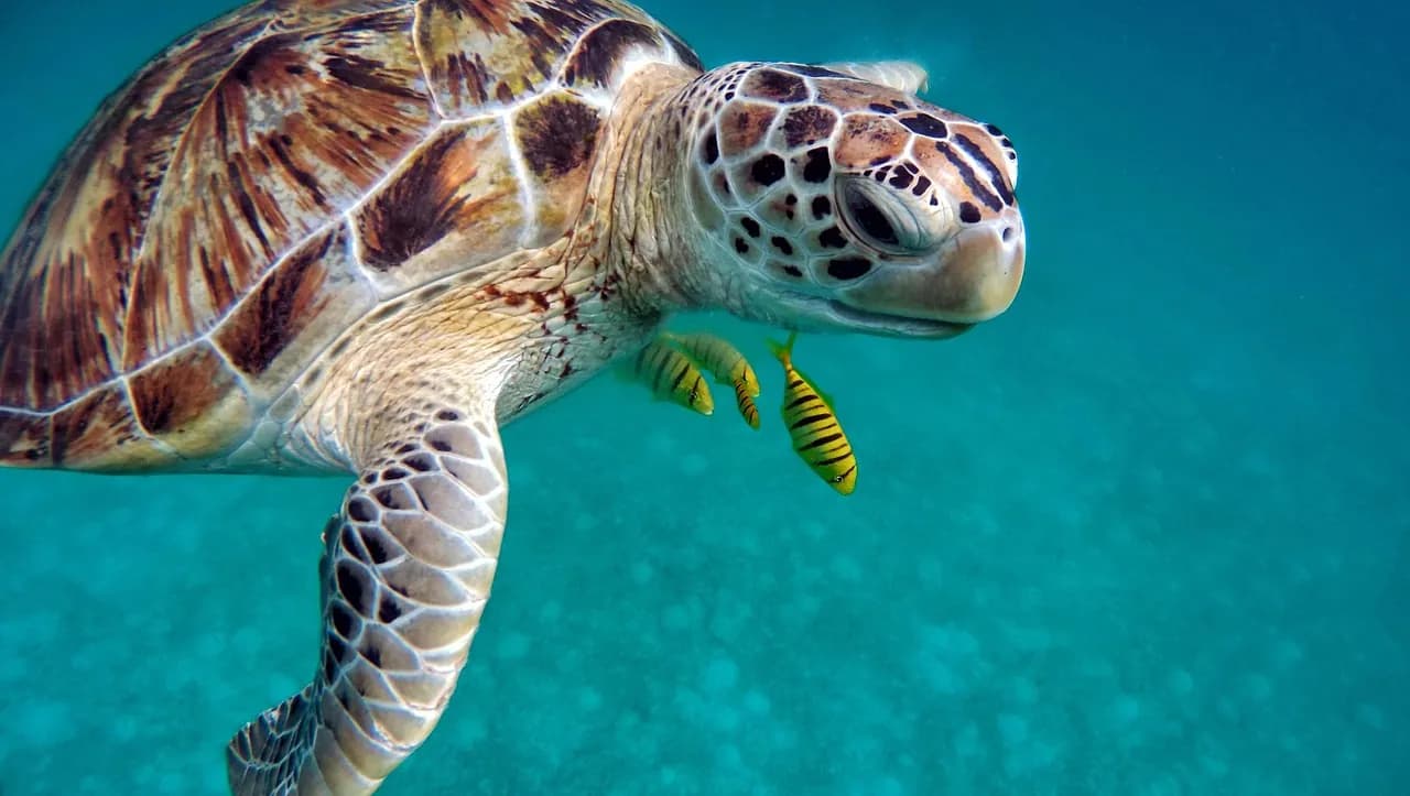 Scuba Therapy Maldives
