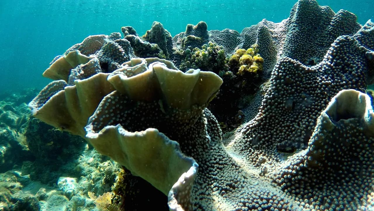 망고다이브 mangodive scuba diving center