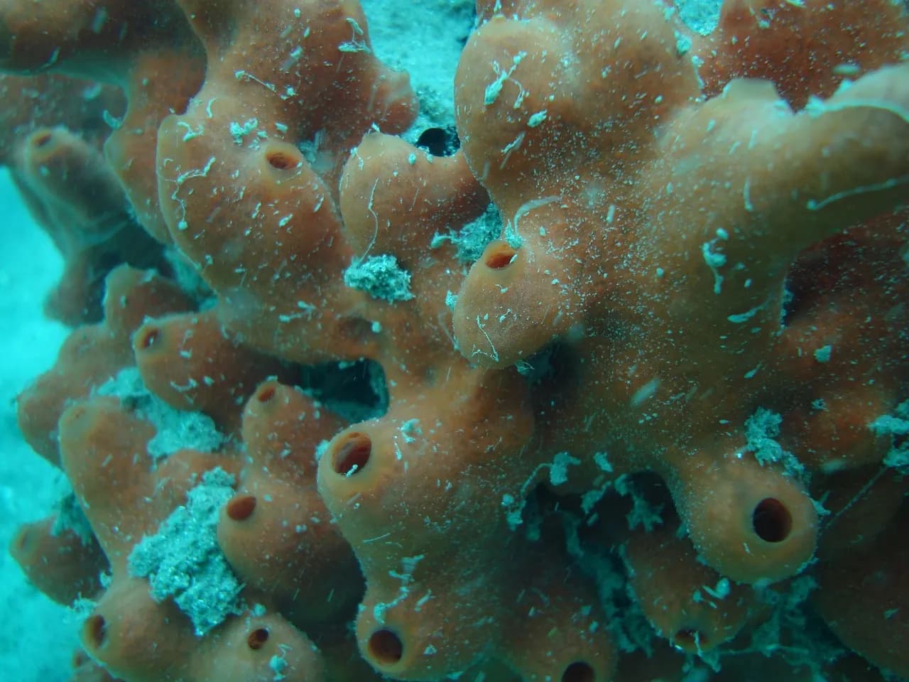 Chindonan Dive & Beach Resort