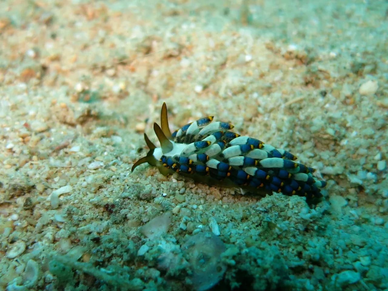 Pax Dive Center