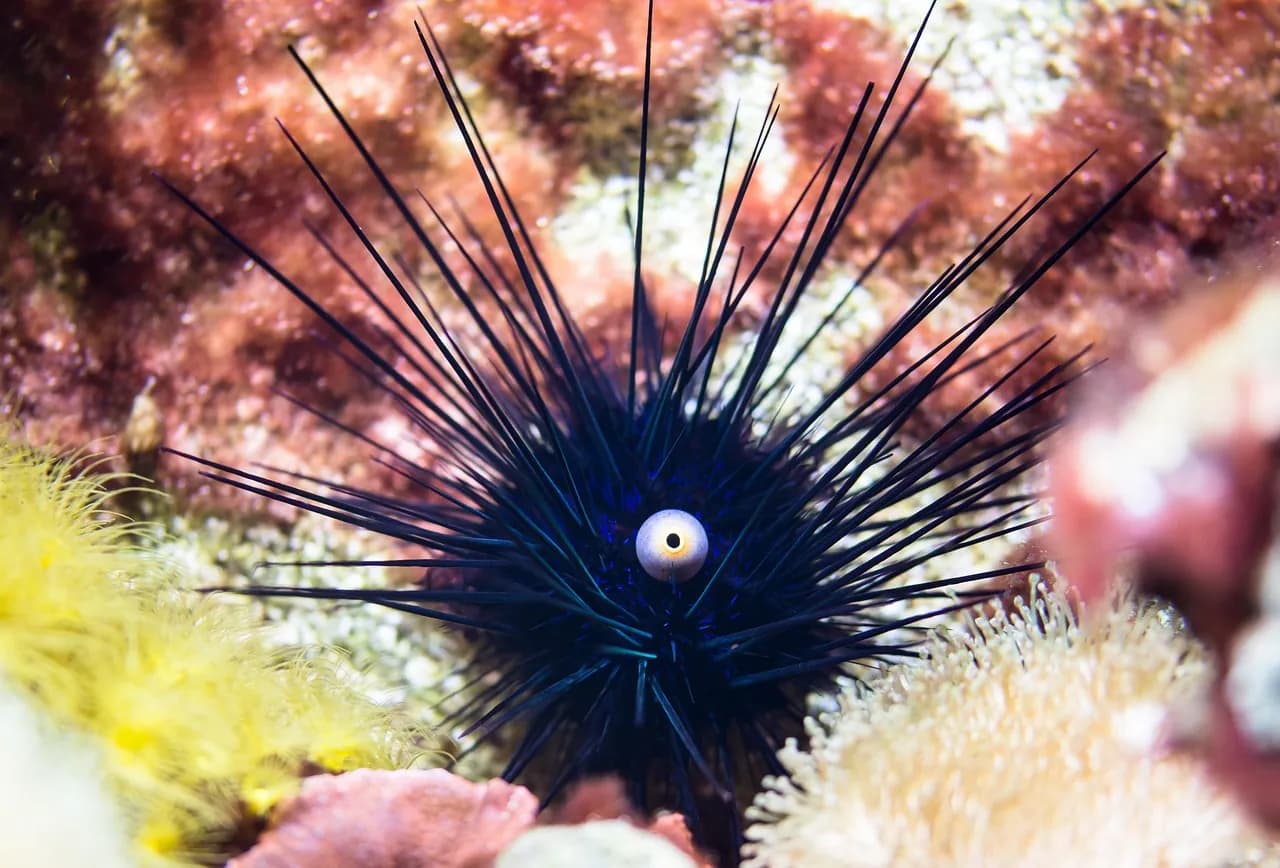 RANGIROA PLONGEE