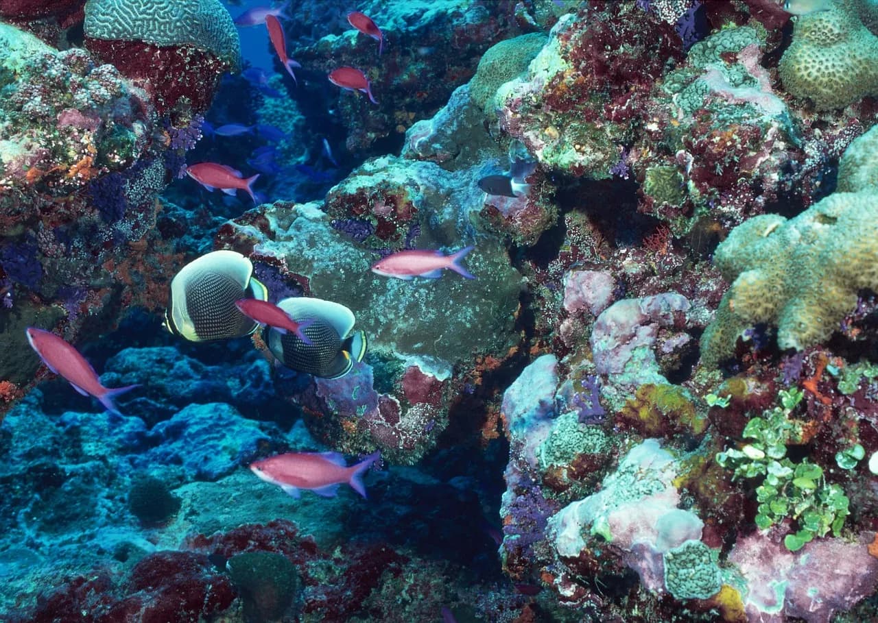 Dive Mission You and Me