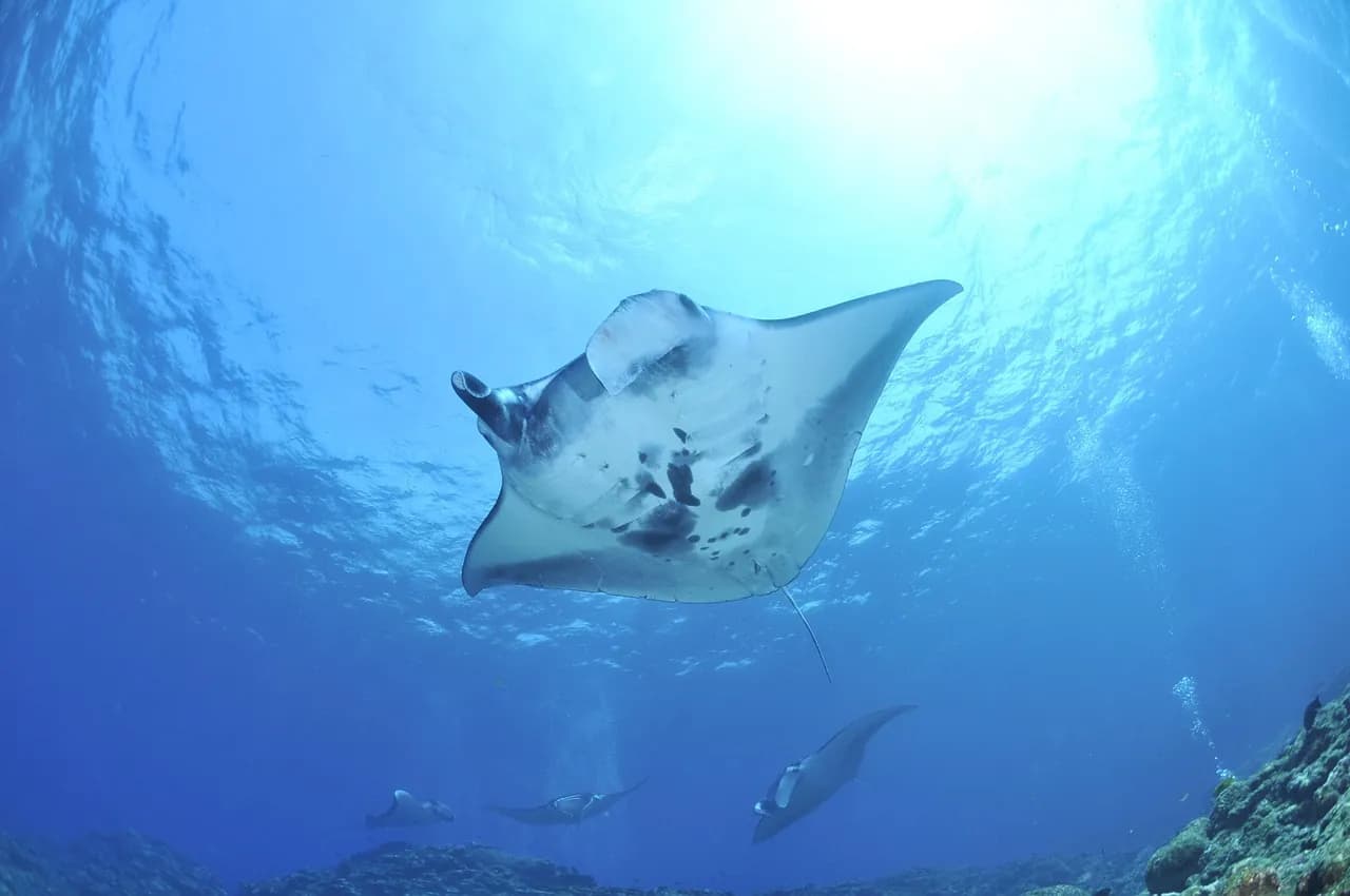 Siren Diving Lembongan