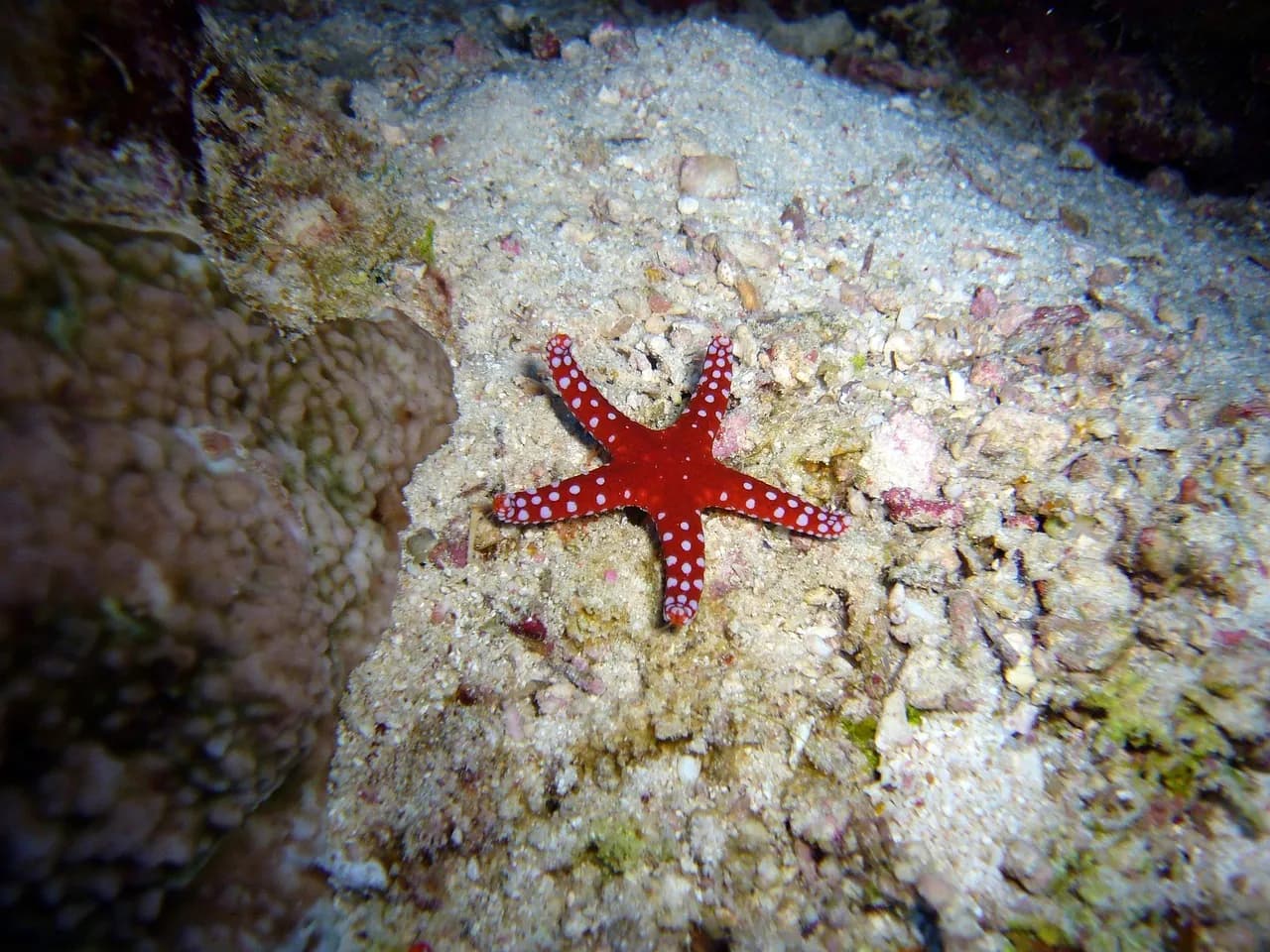 Eleuthera Plongée Tahiti