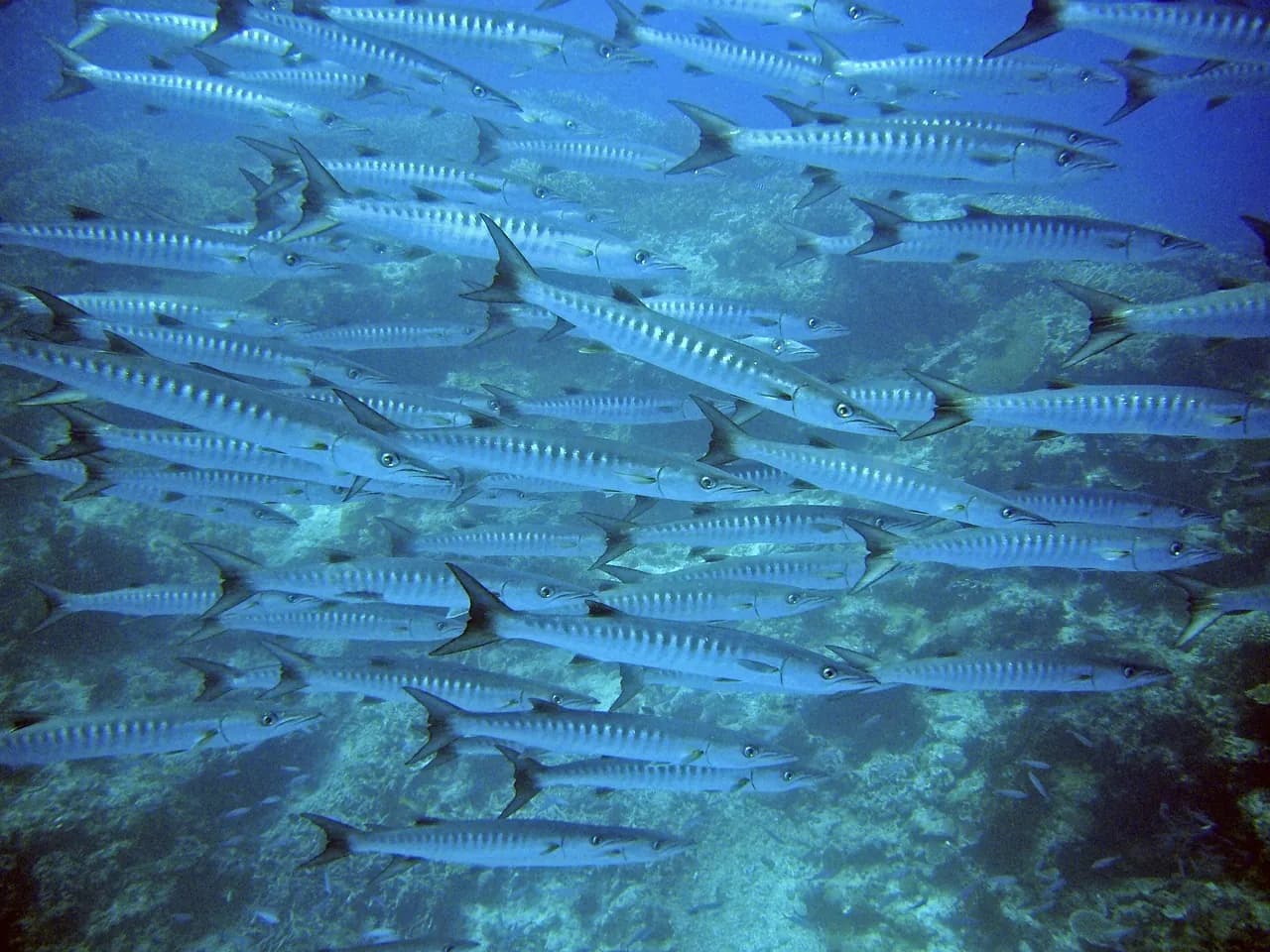 Dive Point