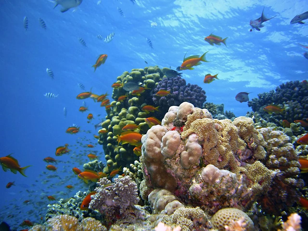 Cosmic Divers Vallarta