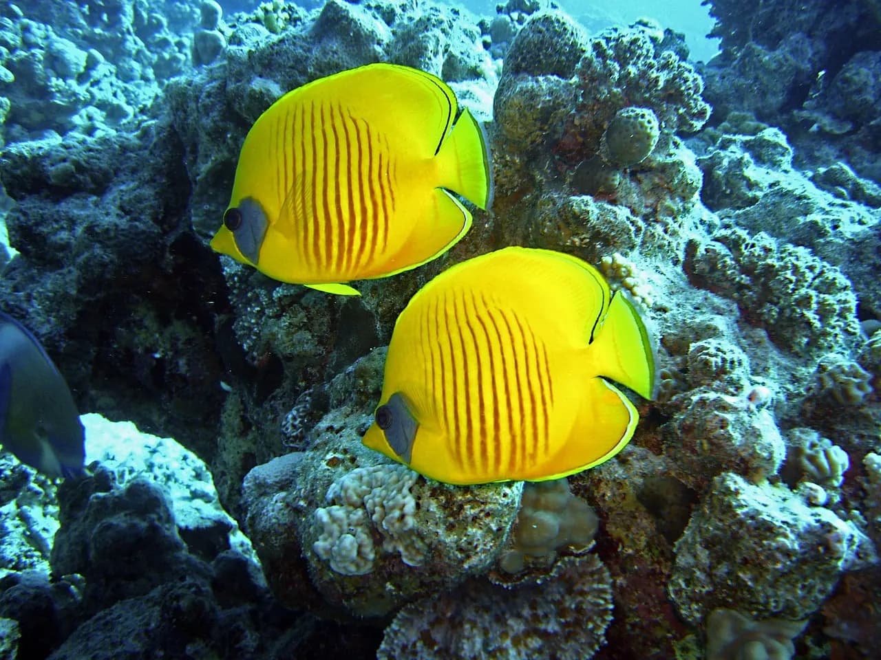 Aquanauts Dive Shop
