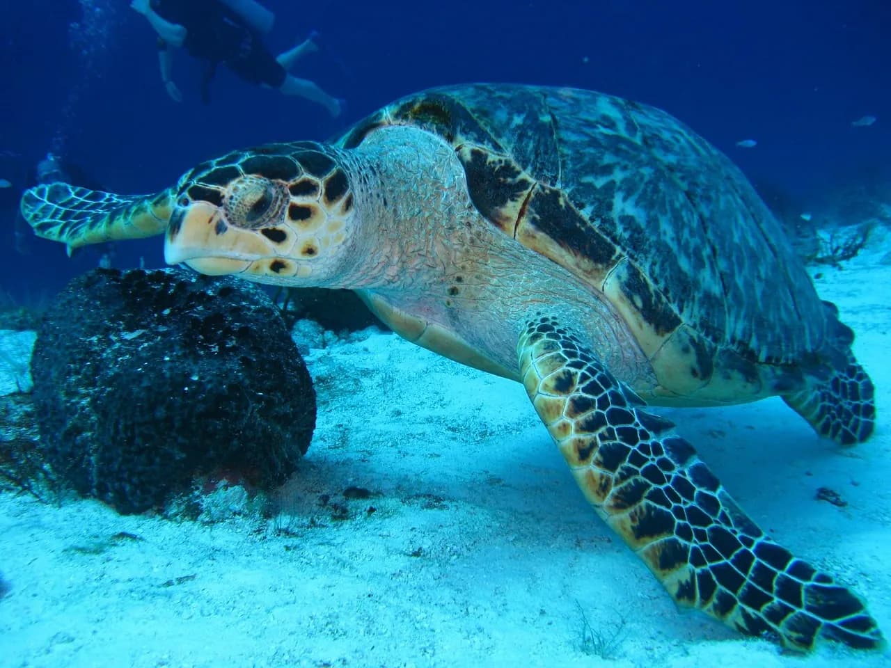 Deep Blue Divers Cayman