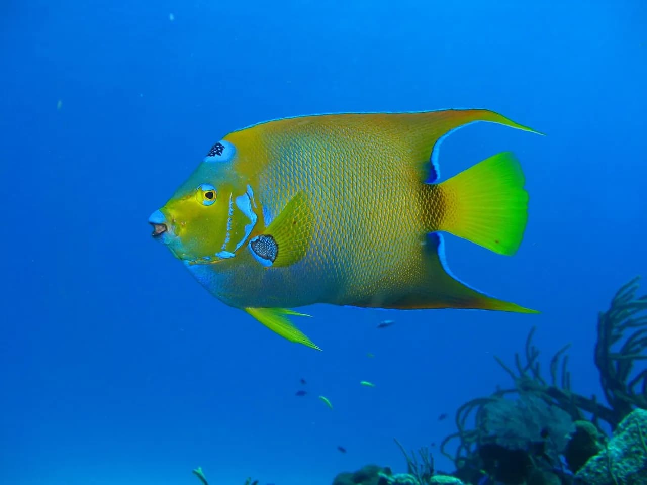 Rincon Dive Center