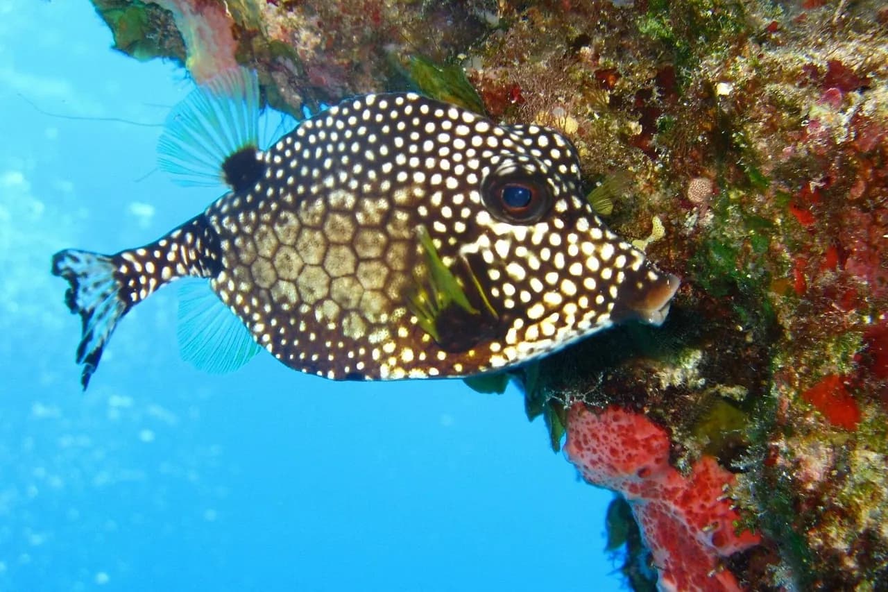 Hawaiian Scuba Shack