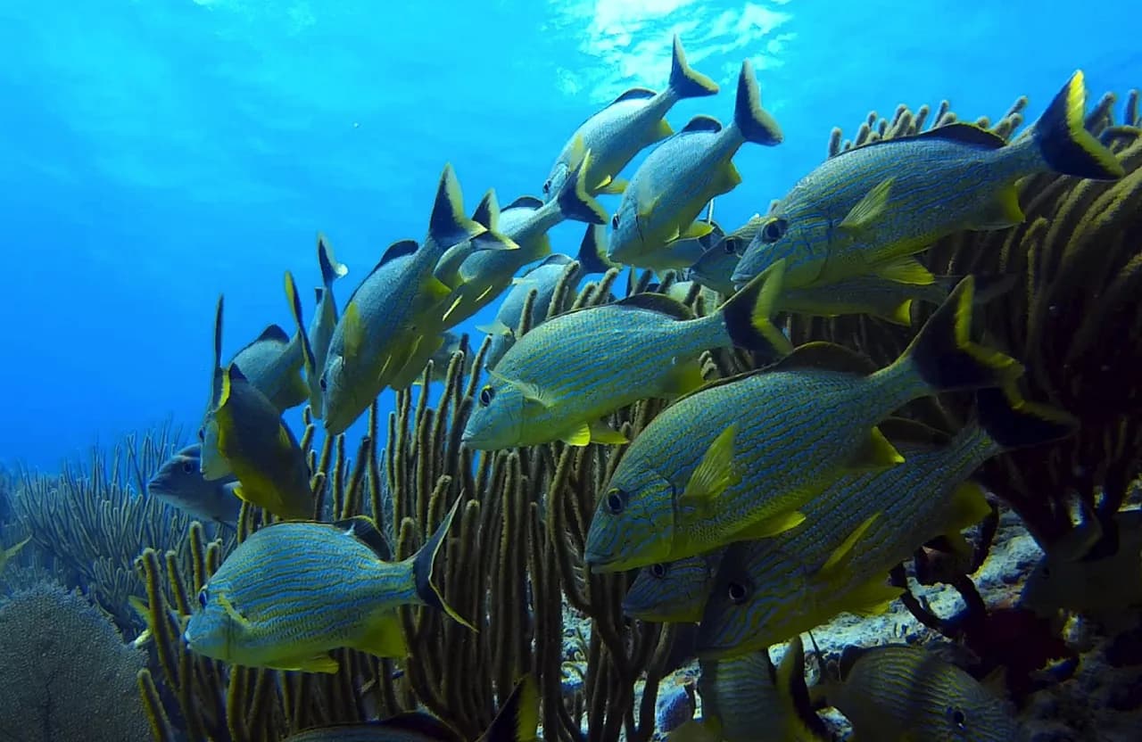 Trilogy Dive Center - Karimunjawa