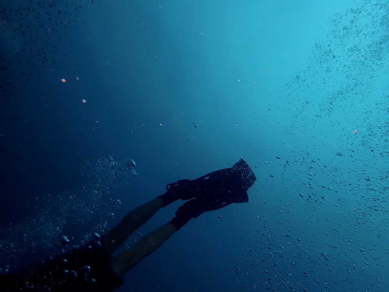Nextdives
