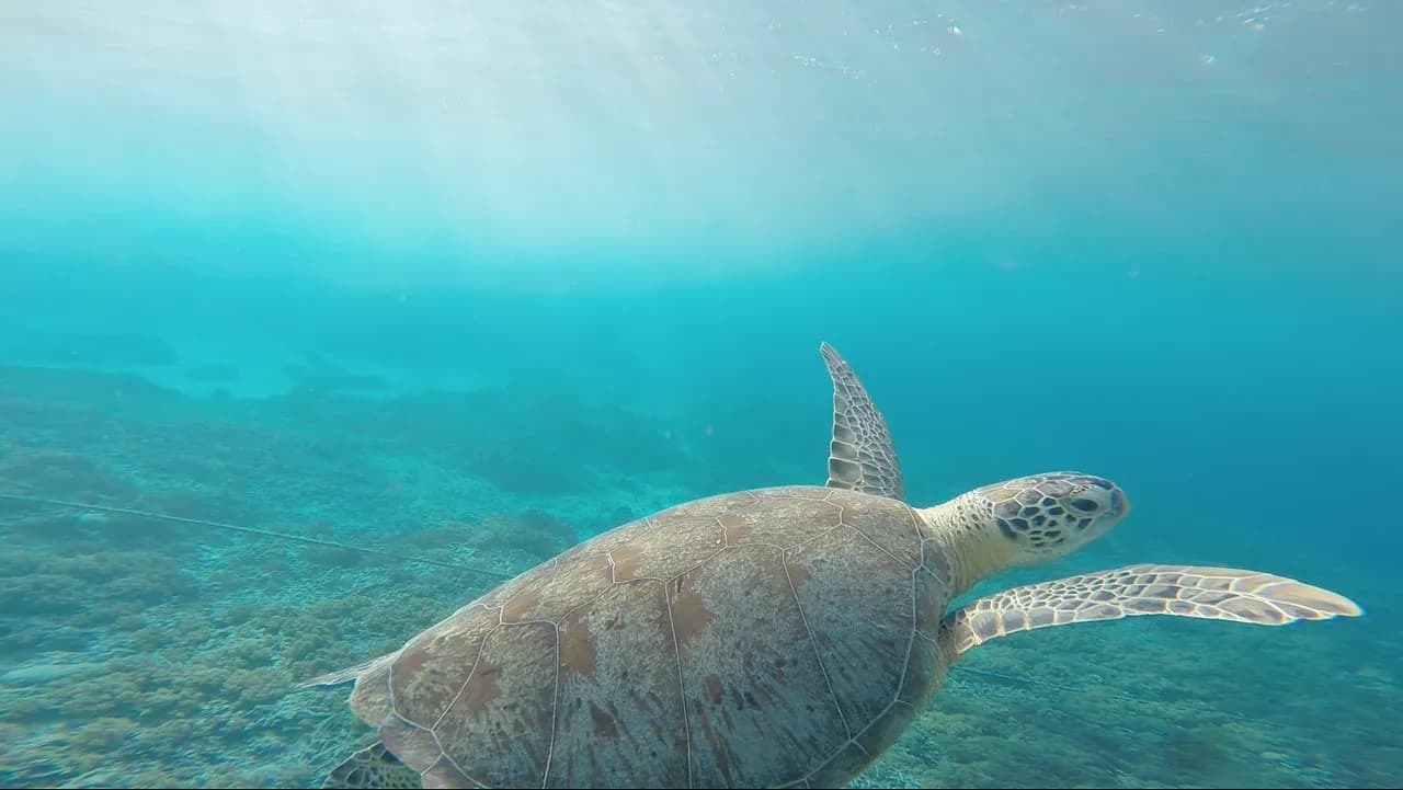 Mahahual Dive Centre, Mahahual Expediciones S.A. de C.V.