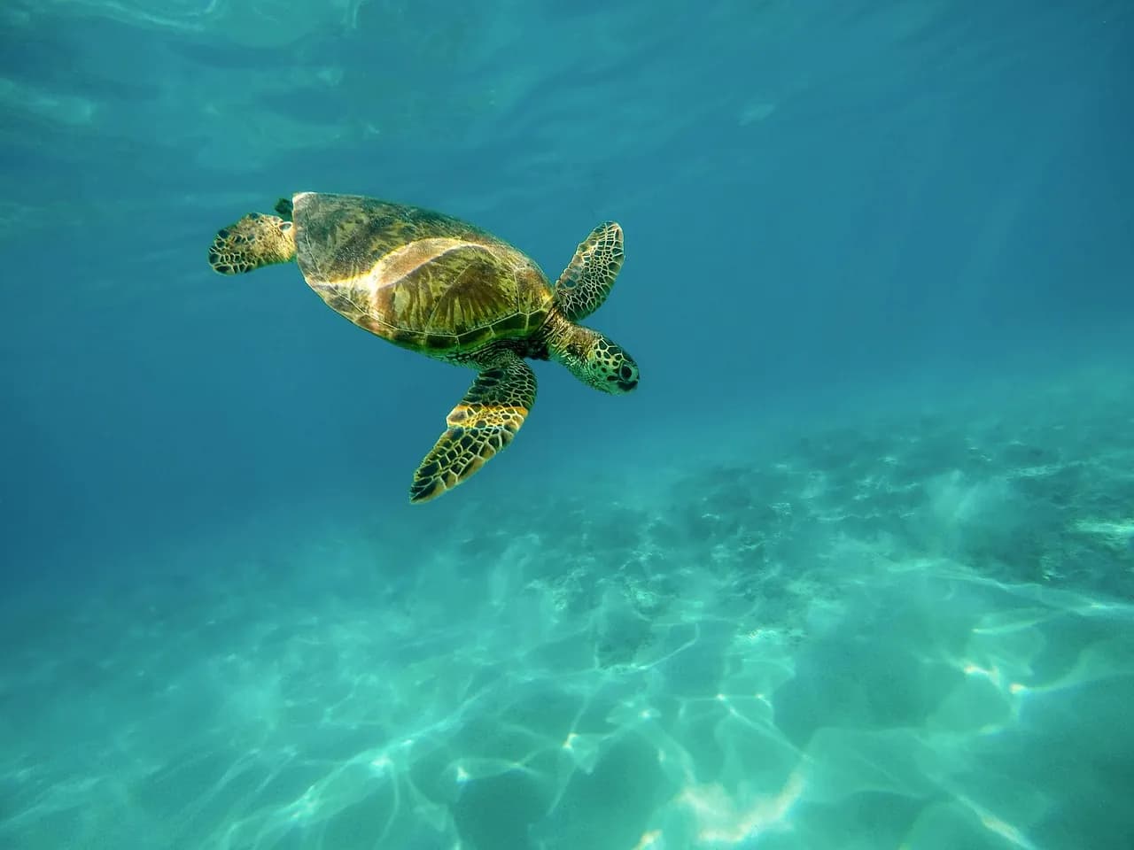 Iatok Diving Paradise