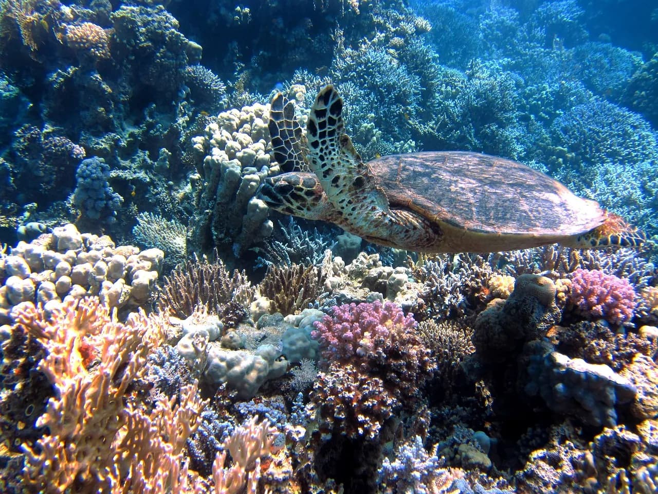 Phocéa Bali