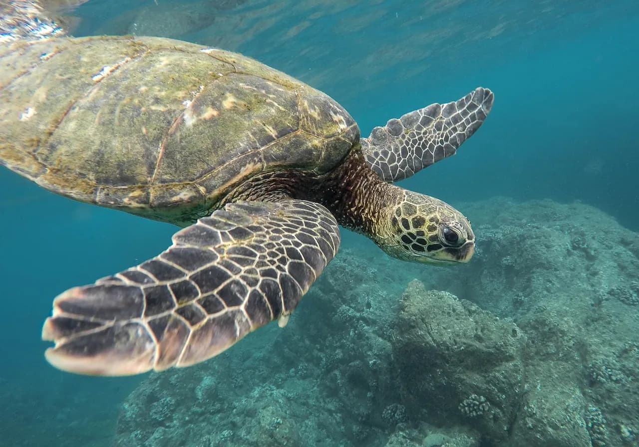 Dive Punta Cana