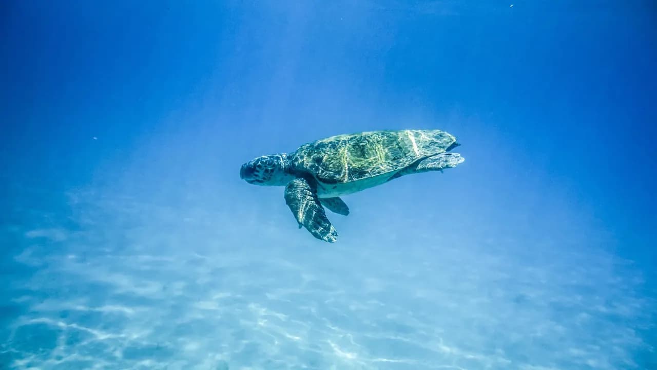 Arena Dive Club