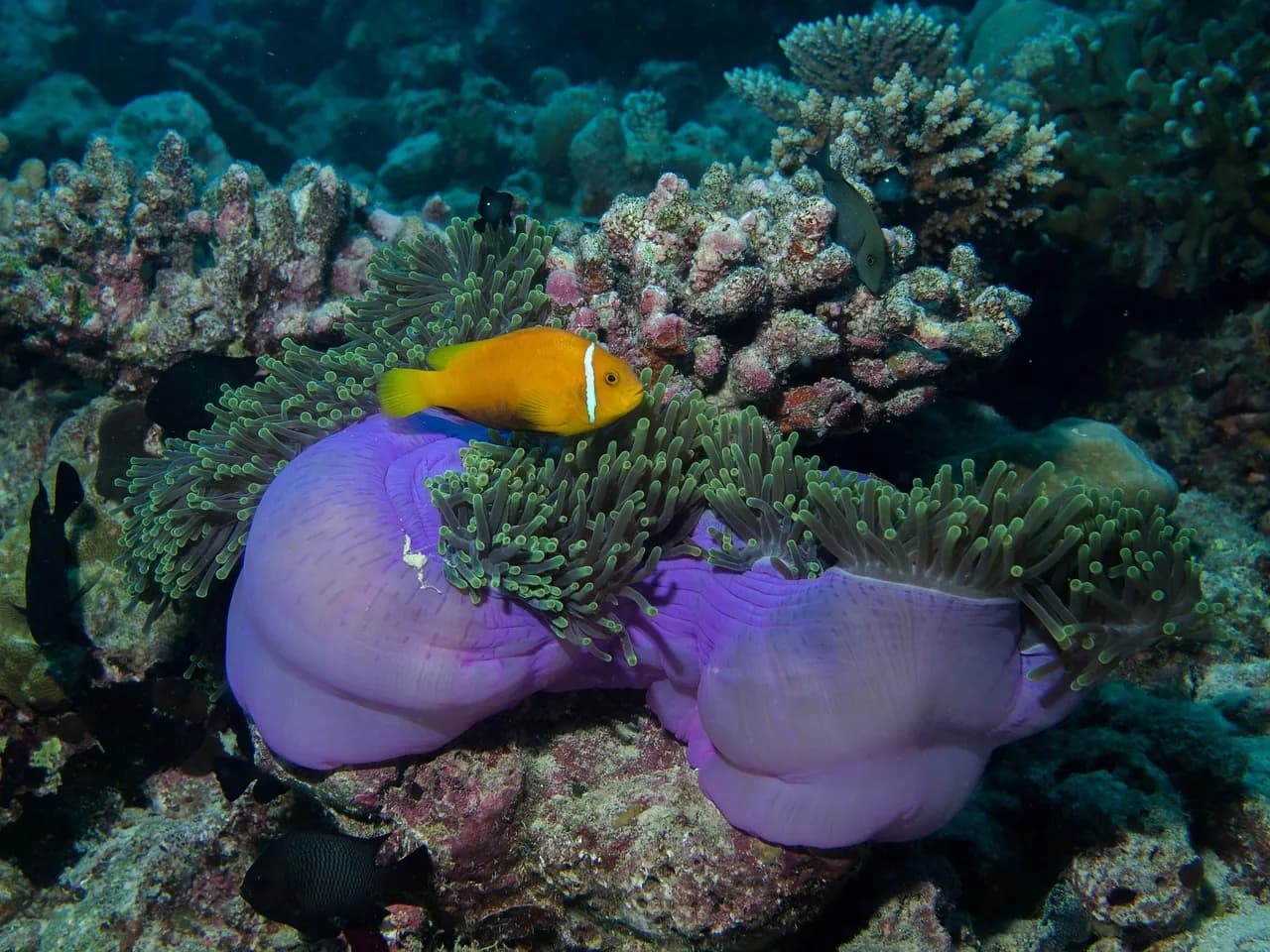 Trident Freediving