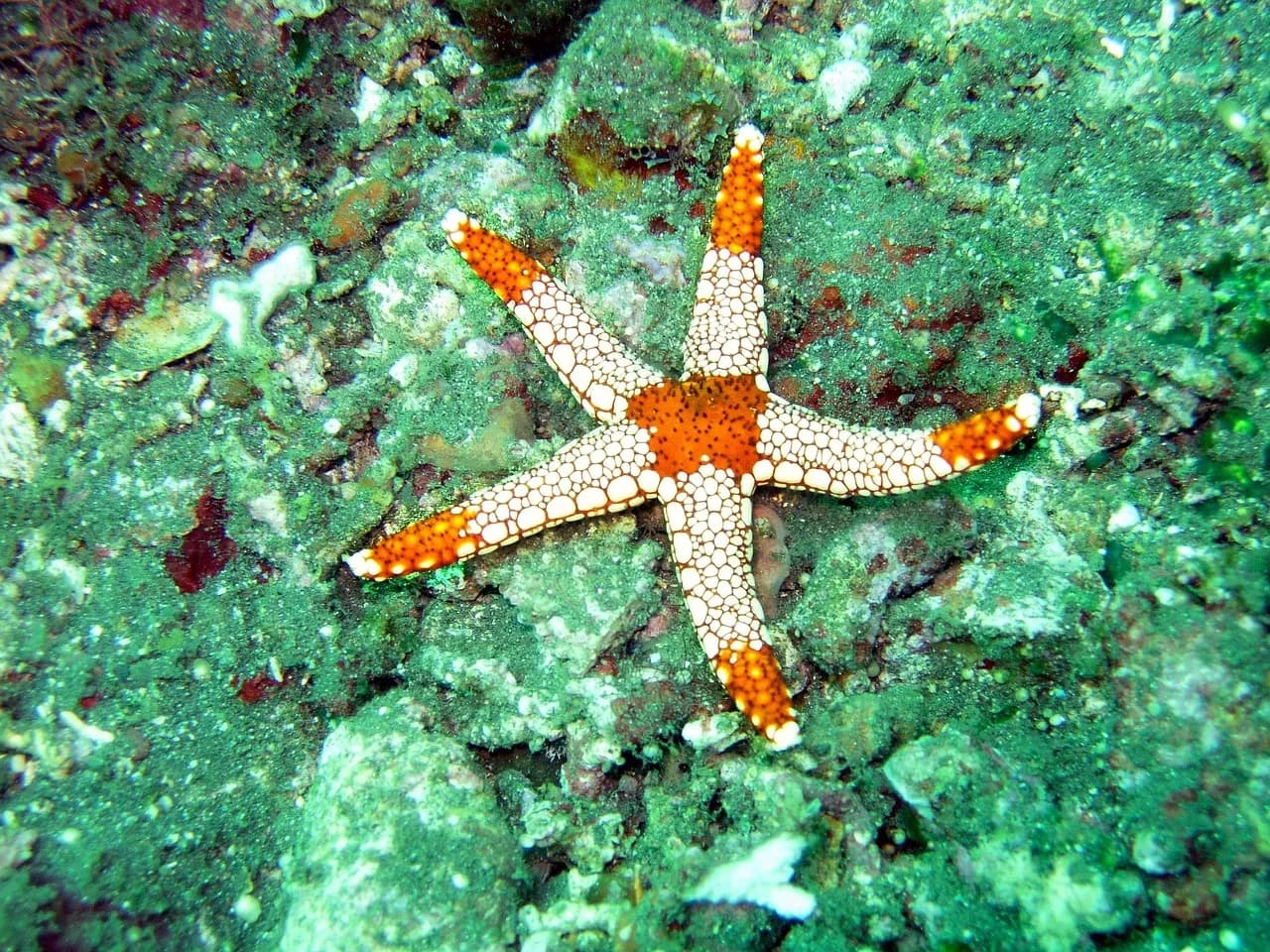 Islanders Zante Diving Center