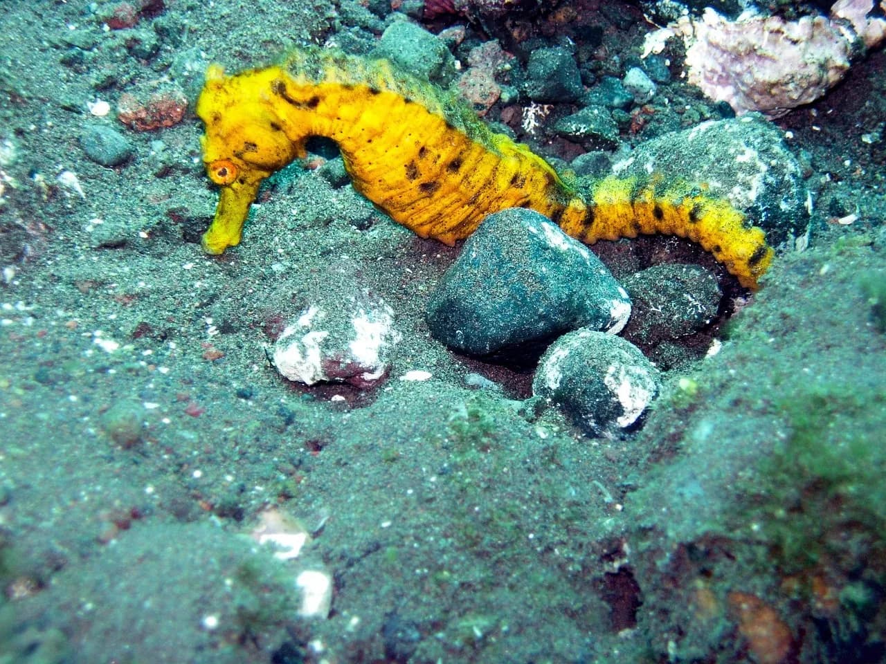Charisma Diving Center