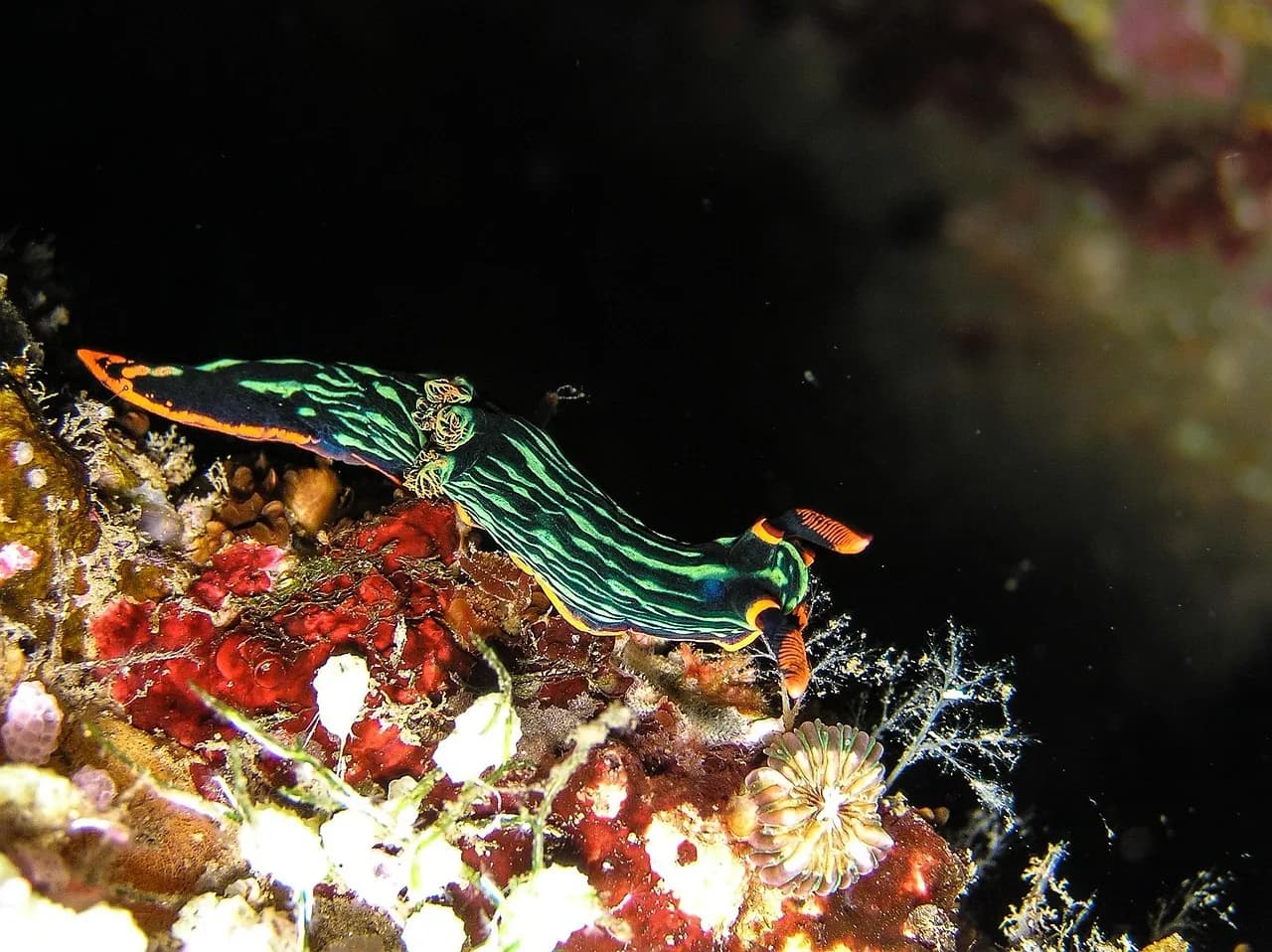 Guinjata Dive Centre