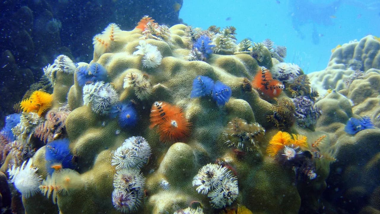 Almira Dive Center