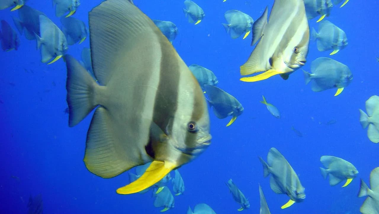 Dive Club diving center