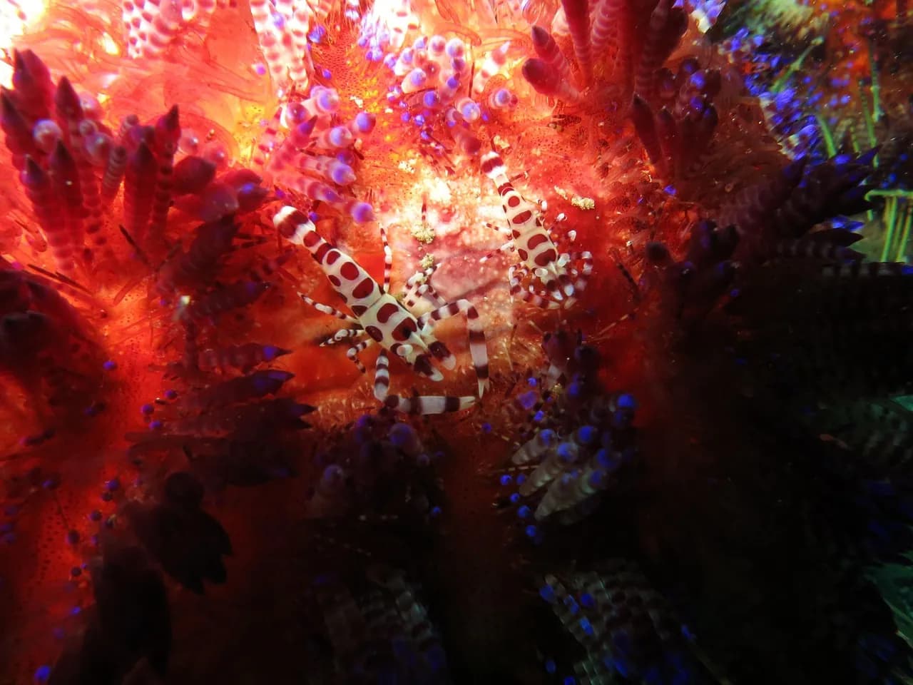 Hideaway Island Dive