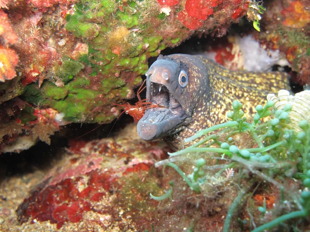 Kona Honu Divers, Inc.