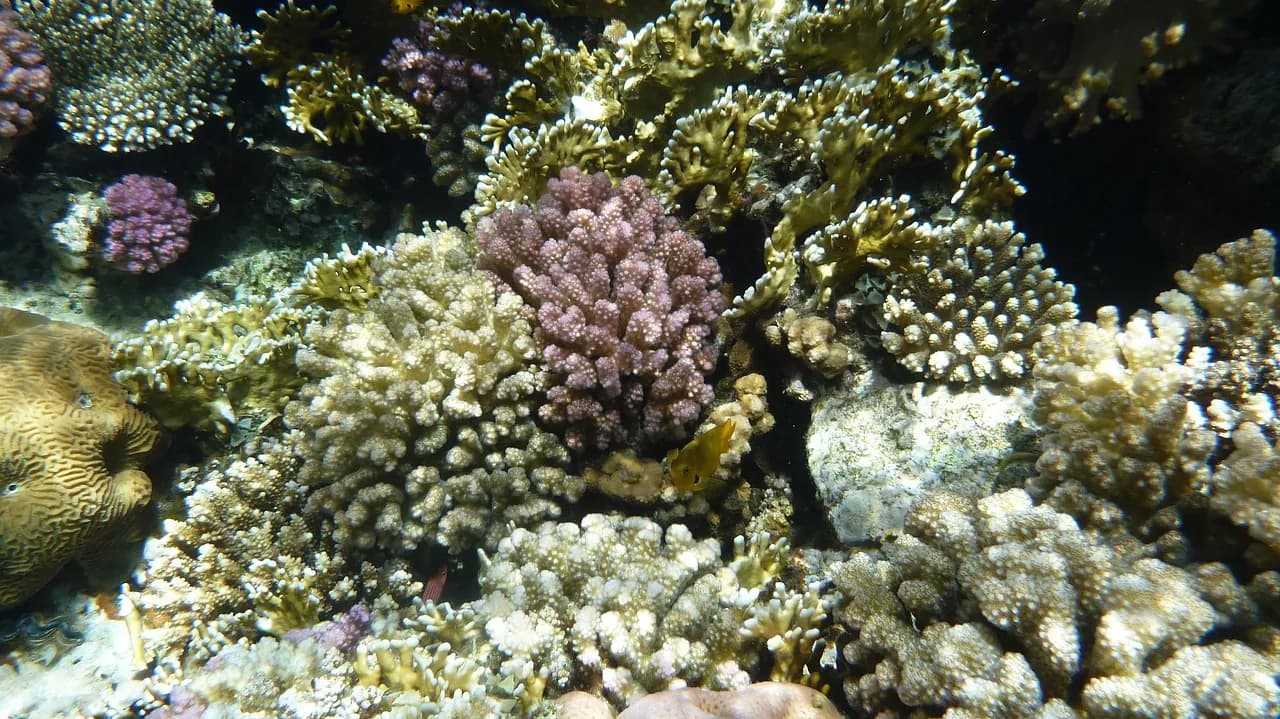Caño Divers