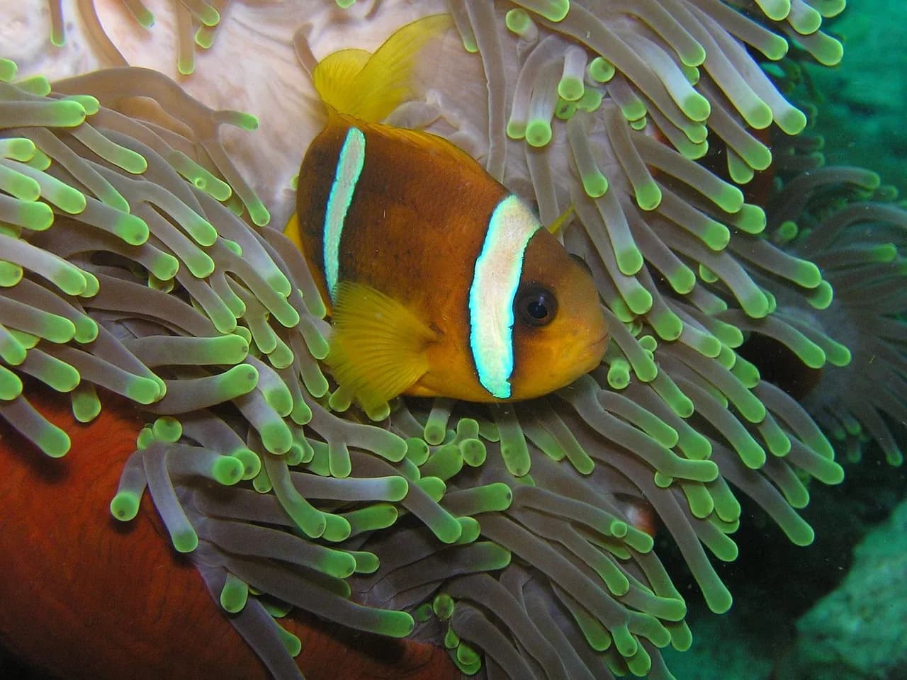 Calypso Diving Koh Tao