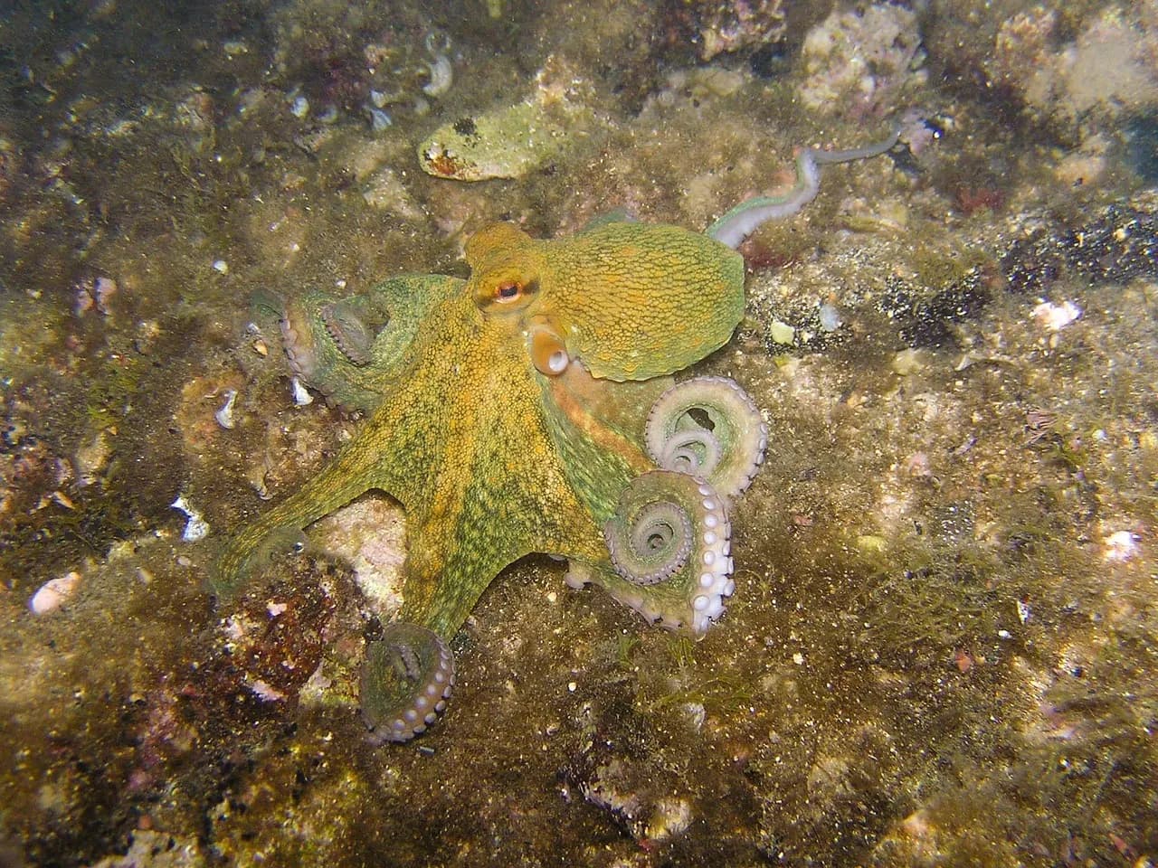 Dive! Tutukaka