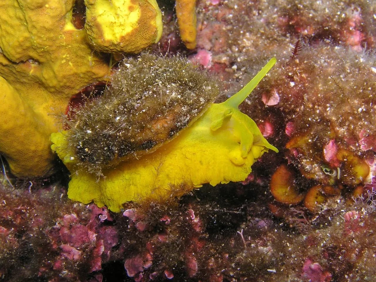 Scuba-Naut Dive Centre