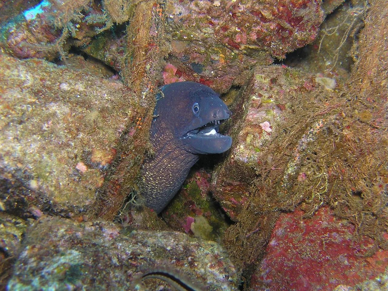 CERRALVO DIVERS