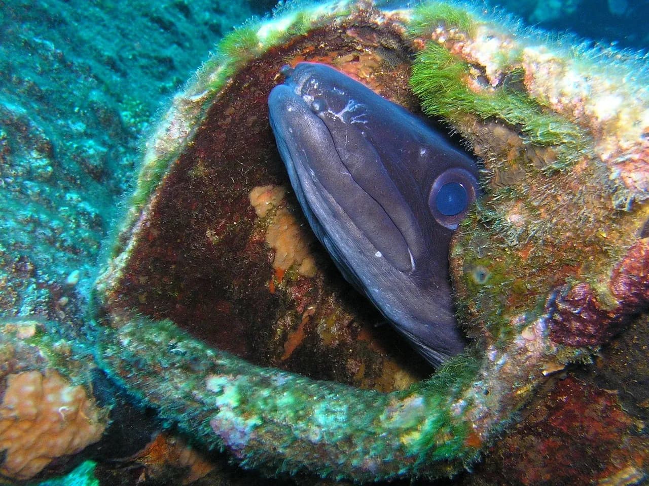 Bodu Manta Diving
