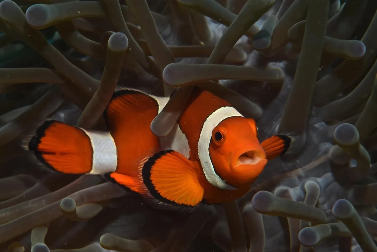 Raja Ampat Dive Experience