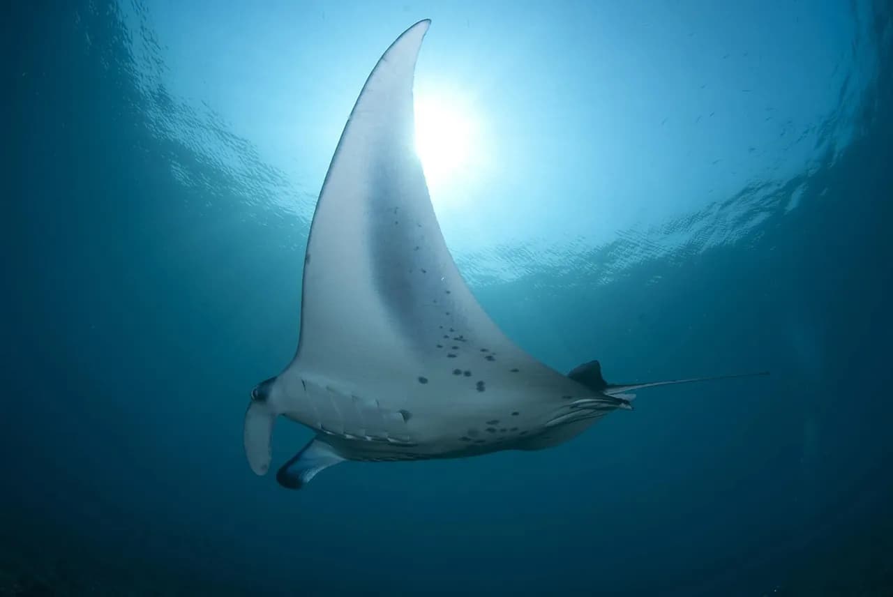 Elite Dive Center