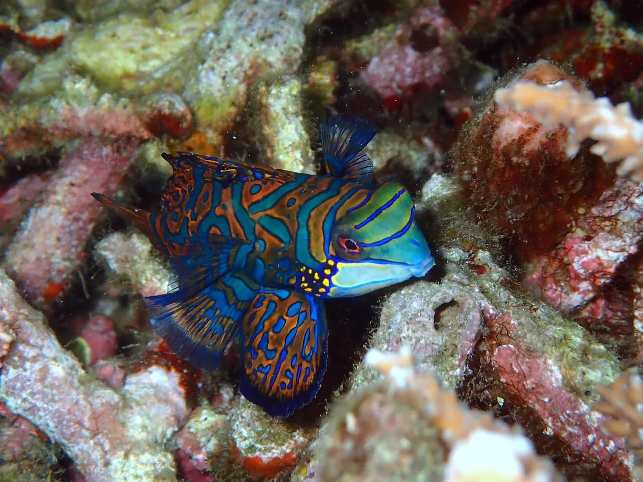 Maricaban Diving Resort Inc