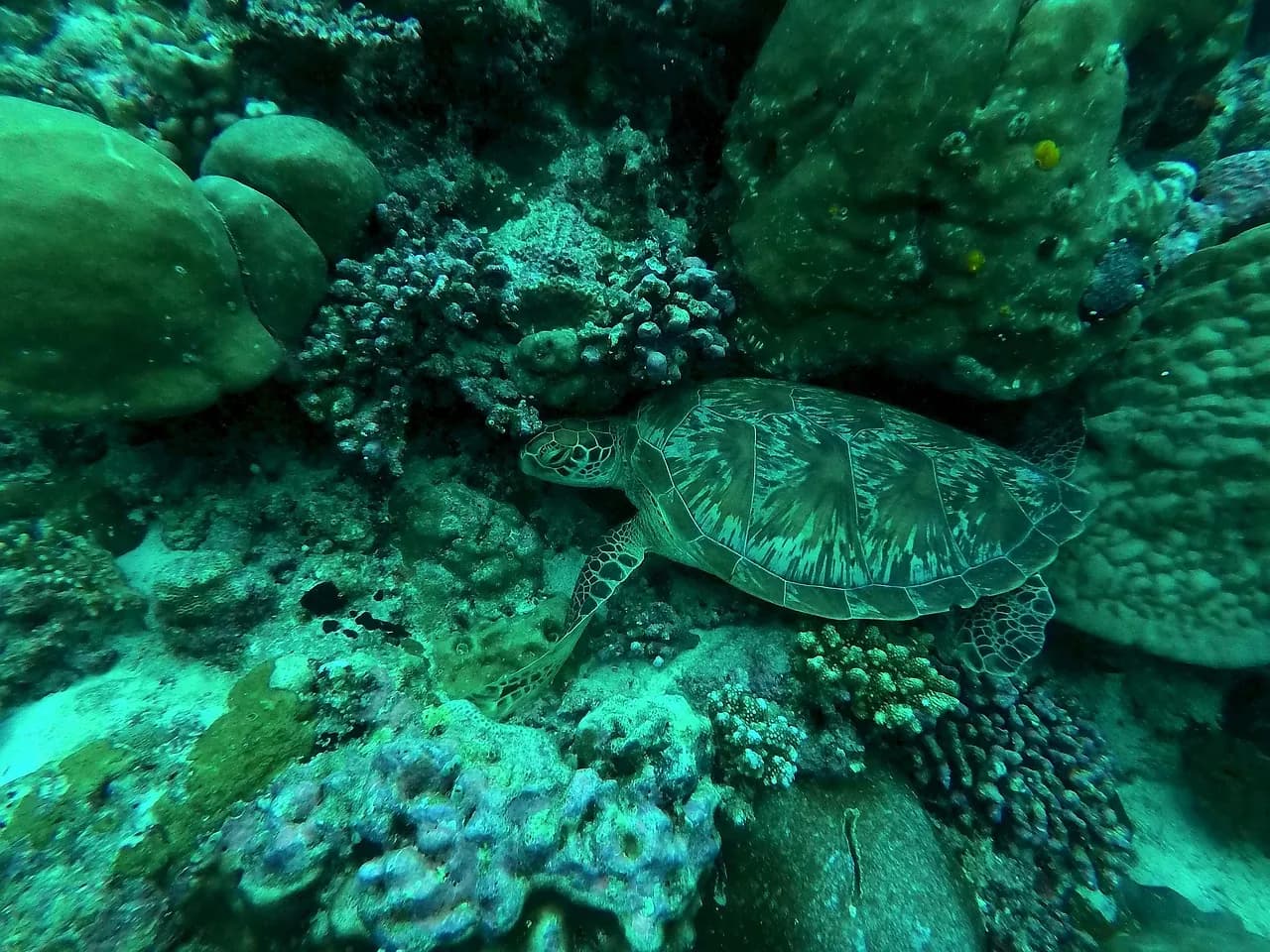 Dive Wonderful Indonesia - Banyuwangi