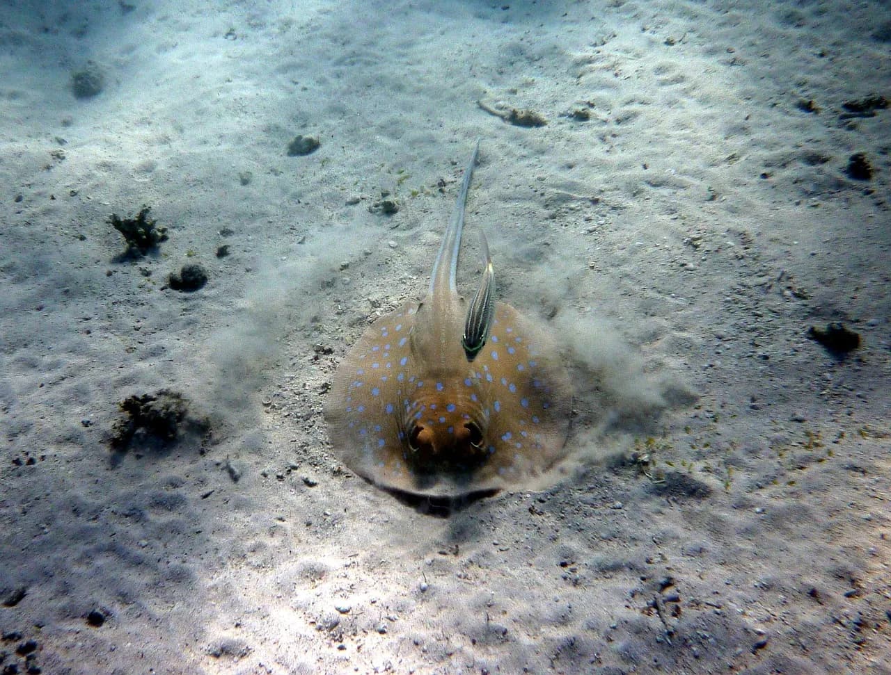 Dauin Diving Center