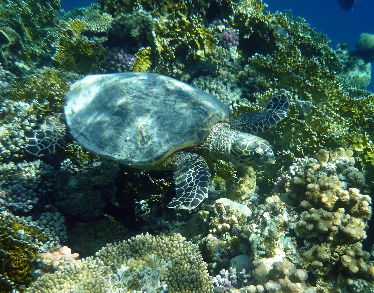 Buceo Tailandia Similan diving khao lak Español